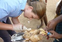 Volontär eller praktik veterinär & djurvård utomlands : Indien Volontär eller praktik veterinär & djurvård utomlands : Indien