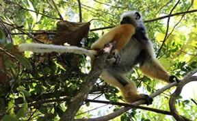 Volontär eller praktikant i Madagaskar : Natur & Miljö Volontär eller praktikant i Madagaskar : Natur & Miljö