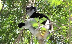 Natur och Miljöprojekt för ungdomar : Madagaskar Natur och Miljöprojekt för ungdomar : Madagaskar