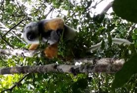 Natur och Miljöprojekt för ungdomar : Madagaskar Natur och Miljöprojekt för ungdomar : Madagaskar