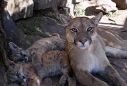 Ungdomsvolontär – Veterinär & Djurvård : Argentina Ungdomsvolontär – Veterinär & Djurvård : Argentina