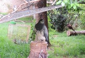 Volontärarbete i Bolivia : Veterinär & Djurvård Volontärarbete i Bolivia : Veterinär & Djurvård