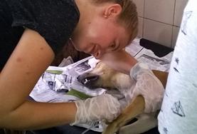 Volontär i Samoa - Åk på volontärresor till söderhavet! : Veterinär & Djurvård Volontär i Samoa - Åk på volontärresor till söderhavet! : Veterinär & Djurvård